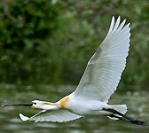 Platalea leucorodia