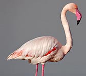 Phoenicopterus roseus