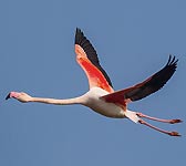 Phoenicopterus roseus