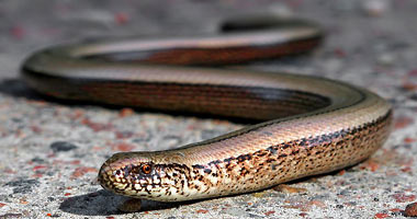 Lézards de France - l'Orvet (Anguis fragilis) : un cas à part.