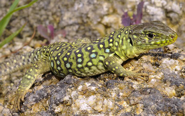Lézards de France - le Lézard Ocellé (Lacerta lepida) : des faux airs d'iguane.