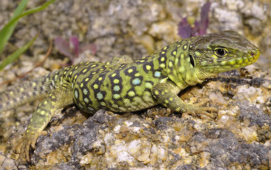 Le Lézard Ocellé ou Lacerta lepida notre plus grand lézard a des faux airs d'iguane