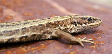Lézards de France - le Lézard Vivipare (Lacerta vivipara) : timide, mais attachant.
