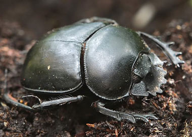    Le Scarabée sacré (Scarabaeus sacer) et ses cousins bousiers.