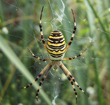 L'Argiope frelon ou Argiope bruennichi et les autres araignées ou arachnides à toiles géométriques