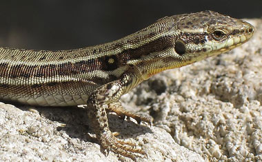    Lézards de France - le Lézard des Murailles (Podarcis muralis) : un monte-en-l'air qui n'a pas froid aux yeux.