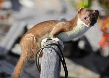 La Belette ou Mustela nivalis et l'Hermine.