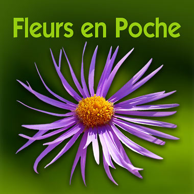 Fleurs en poche 1774 Fleurs sauvages dans votre poche