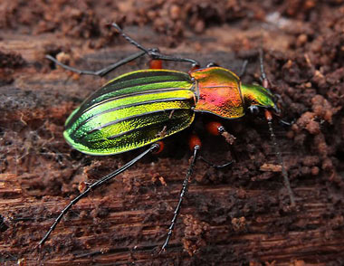 Alimentation des Carabes comme le Carabus auronitens ou le Carabus problematicus