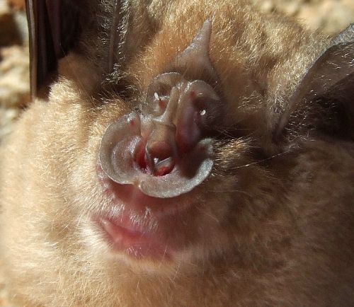 chauve souris - museau de rhinolophe en gros plan