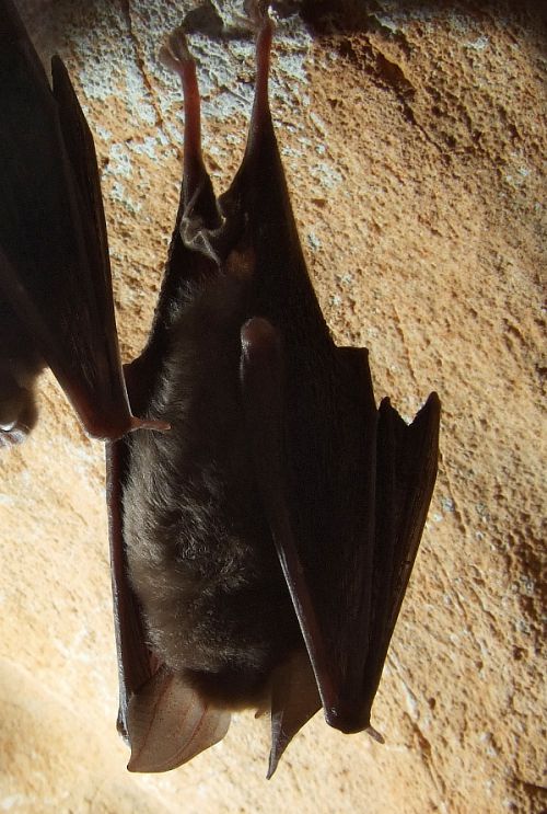 chauve souris - rhinolophe euryale