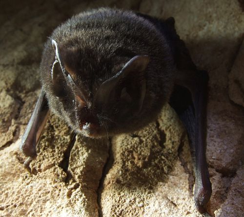 chauve souris - barbastelle