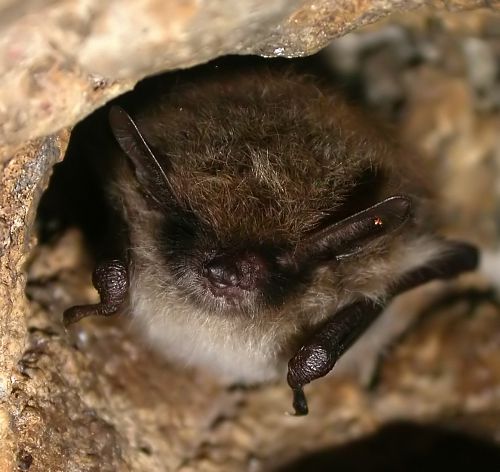 chauve souris - murin à moustache