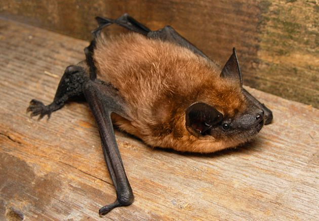 Chauve souris - Sérotine - Eptesicus serotinus Chauve souris - Sérotine - Eptesicus serotinus