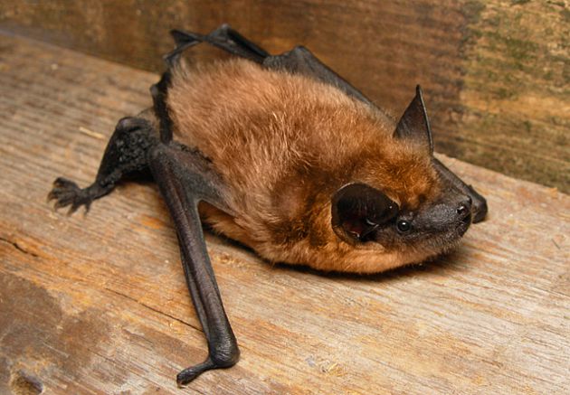 Chauve souris - Sérotine - Eptesicus serotinus