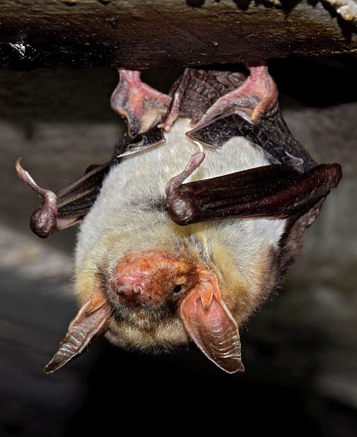 Chauve souris -Grand murin Myotos myotis