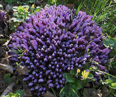    La Clandestine ou Lathraea clandestina, une fleur remarquable de nos campagnes.
