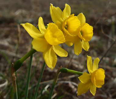 La Petite Jonquille Narcissus assoanus ou Narcisse d'Asso une fleur remarquable de nos campagnes.