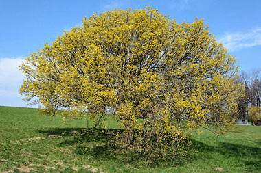    Le Cornouiller Mâle ou Cornus mas, un arbre qui ne manque pas de ressources.